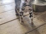 Loki - Bengal Kitten For Sale - 