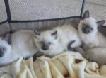 Siamese babies - Siamese Kitten For Sale - Cheney&comma; WA&comma; US