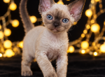 Point Devon Rex - Devon Rex Kitten For Sale - Hollywood&comma; FL&comma; US