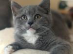 Scott - Scottish Straight Kitten For Sale - Huntington&comma; NY&comma; US