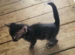 Coco - Domestic Kitten For Sale - 