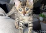 Purple collar brown - Bengal Kitten For Sale - Litchfield&comma; IL&comma; US