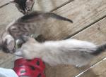 Ghost - Bengal Kitten For Sale - 