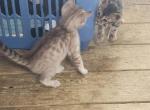 Charcoal mink - Bengal Kitten For Sale - Sherman&comma; TX&comma; US