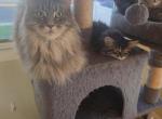 Female main coon kittens - Maine Coon Kitten For Sale - Easton&comma; PA&comma; US