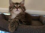 Large male maine coon kittens - Maine Coon Kitten For Sale - Easton&comma; PA&comma; US