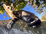 Luna bengal kitten - Bengal Kitten For Sale - Fenton&comma; MI&comma; US