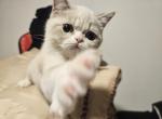 nr 2 - Exotic Kitten For Sale - Escondido&comma; CA&comma; US