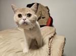 nr 1 - Exotic Kitten For Sale - Escondido&comma; CA&comma; US