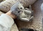 Misty - Persian Kitten For Sale - Allen&comma; TX&comma; US