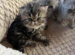 Leo - Persian Kitten For Sale - Allen&comma; TX&comma; US