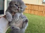 Biscuit - Persian Kitten For Sale - Allen&comma; TX&comma; US