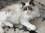 Fluffy handsome boy Ragdoll Male - Ragdoll Kitten For Adoption - 