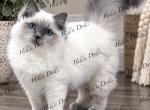 The Sea of Traditional BluePoints - Ragdoll Kitten For Sale - Millersport&comma; OH&comma; US