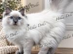 The Sea of Traditional BluePoints - Ragdoll Kitten For Sale - Millersport&comma; OH&comma; US