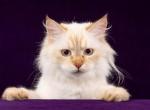 Aijsha - Siberian Cat For Sale/Retired Breeding - Ellerbe&comma; NC&comma; US