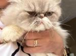 Silverpoint Persian cat female - Persian Cat For Sale - 