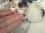 Gorgeous Christmas kittens available - Persian Kitten For Sale - Arlington Heights&comma; IL&comma; US