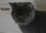 British shorthair male - British Shorthair Kitten For Sale - Los Angeles&comma; CA&comma; US