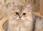 Burberry fluffy big body Cobby type - British Shorthair Kitten For Sale - Matthews&comma; NC&comma; US