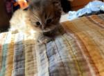 The boys - Persian Kitten For Sale - Linden&comma; MI&comma; US