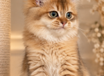 Arnold - British Shorthair Kitten For Sale - Matthews&comma; NC&comma; US