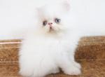 Persian jewel 5 - Persian Kitten For Sale - Orlando&comma; FL&comma; US