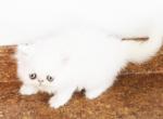 Persian Jewel 6 - Persian Kitten For Sale - Orlando&comma; FL&comma; US