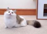 MK028 - Munchkin Kitten For Sale - Los Angeles&comma; CA&comma; US