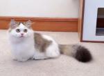 MK028 - Munchkin Kitten For Sale - 