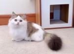 MK028 - Munchkin Kitten For Sale - Los Angeles&comma; CA&comma; US
