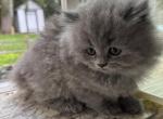 Lucky - Scottish Straight Kitten For Sale - Algona&comma; WA&comma; US