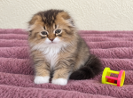 Fluffy Scottish Fold Boy - Scottish Fold Kitten For Sale - Orlando&comma; FL&comma; US