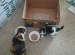 Lola - Persian Kitten For Sale - 