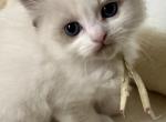 RESERVED Laughrey - Ragdoll Kitten For Sale - Columbia&comma; MD&comma; US