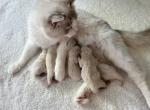 AVAILABLE M & F - Ragdoll Kitten For Sale - 