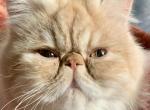 Kimmy - Persian Cat For Sale - Sylacauga&comma; AL&comma; US