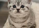 Milo - British Shorthair Kitten For Sale - Artondale&comma; WA&comma; US
