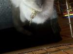 Mocha - Siamese Kitten For Sale - Catasauqua&comma; PA&comma; US