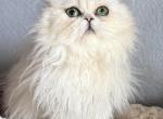 Lulu - Persian Kitten For Sale - Rogers&comma; AR&comma; US