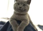 SALE British Shorthair Blue Male - British Shorthair Kitten For Sale - Clearwater&comma; FL&comma; US