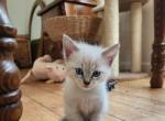 Peony & Emile - Siamese Kitten For Sale - Claremont&comma; CA&comma; US