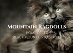 Black Mountain Ragdolls - Ragdoll Kitten For Sale - CA&comma; US