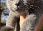 Teo - Scottish Straight Kitten For Sale - New York&comma; NY&comma; US