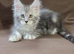 Starlet Pet Elara - Maine Coon Kitten For Sale - NY&comma; US
