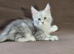 Enigma girl - Maine Coon Kitten For Sale - NY&comma; US
