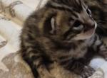 Brown Bengals - Bengal Kitten For Sale - Jefferson&comma; TX&comma; US