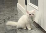 Luna baby girl - Persian Kitten For Sale - Houston&comma; TX&comma; US