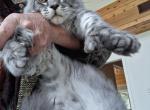 Maksim Polydactyl - Maine Coon Cat For Sale - AL&comma; US