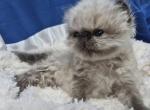 seal point Persian - Himalayan Kitten For Sale - Parkton&comma; NC&comma; US